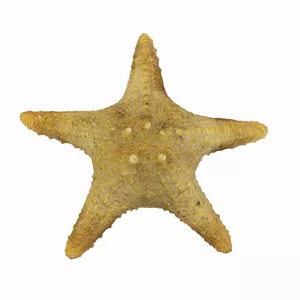 ستاره دریایی تزیینی مدل s3