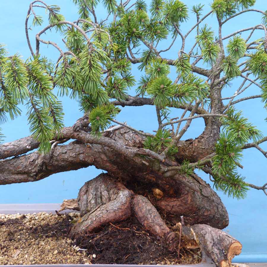 بذر بنسای کاج سدروس دئودارا وانیا سید مدل N24