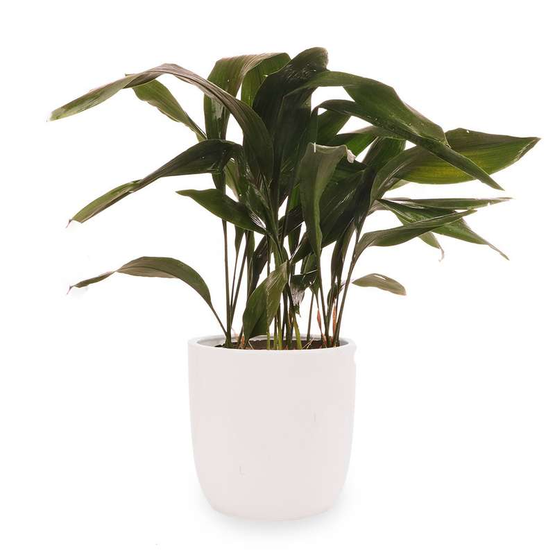 گیاه طبیعی برگ عبایی گلیتال مدل GTL117