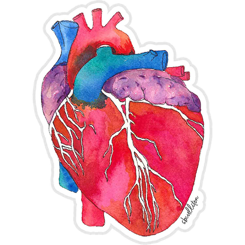 استیکر لپ تاپ طرح Anatomical Heart کدST57