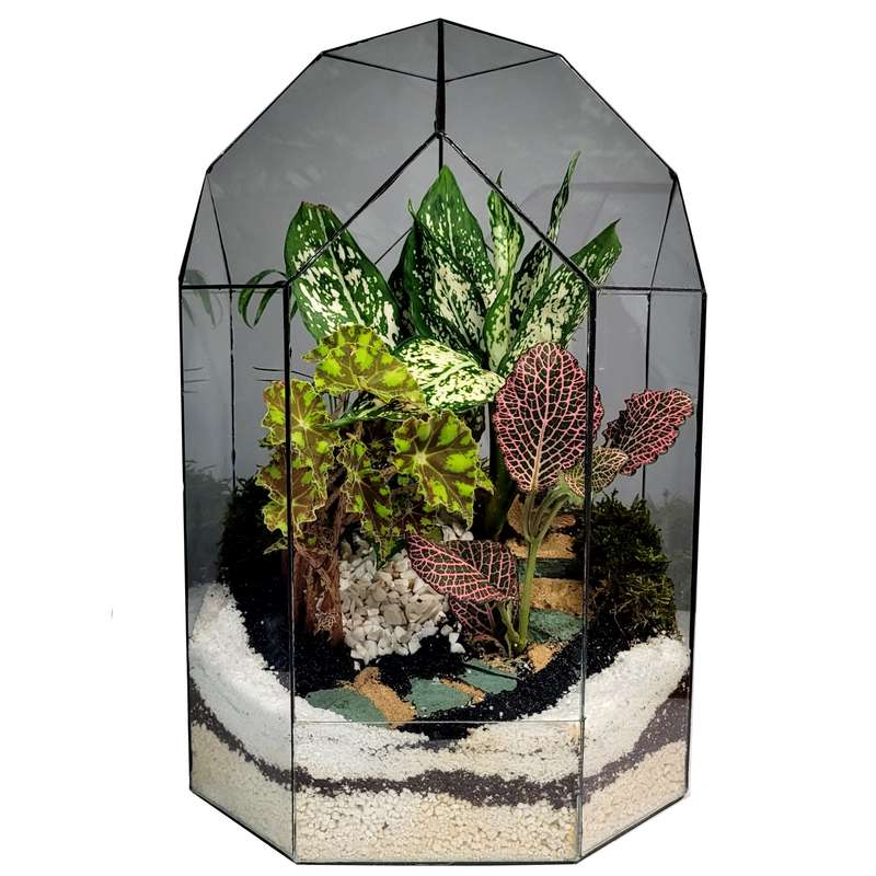 گیاه طبیعی تراریوم مانتیس کد 02