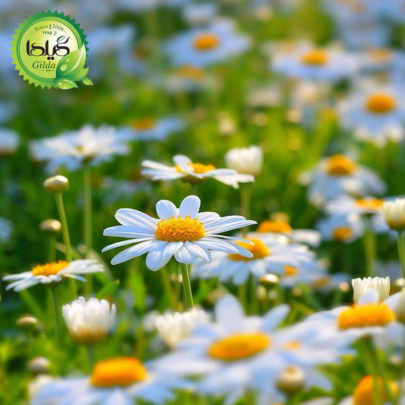 بذر بابونه شیرازی گیلدا کد 167
