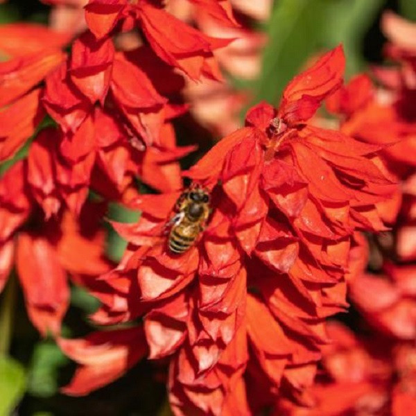 بذر گل سلوی قرمز جی پی سید مدل GP475 بذر گل سلوی قرمز جی پی سید مدل GP475