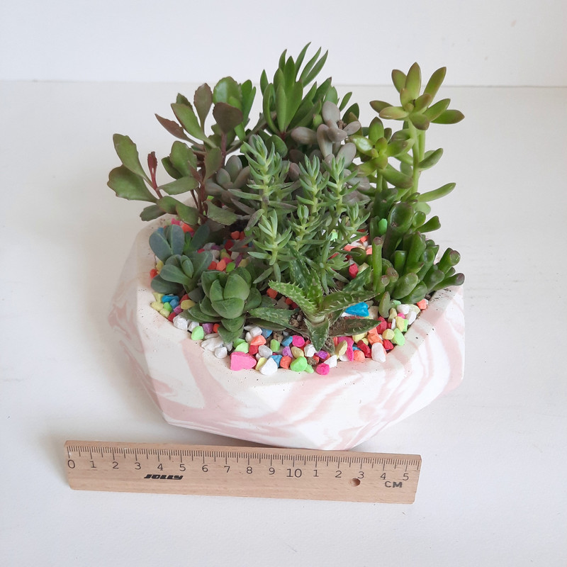 گیاه طبیعی دیش گاردن ساکولنت کد 02 گیاه طبیعی دیش گاردن ساکولنت کد 02