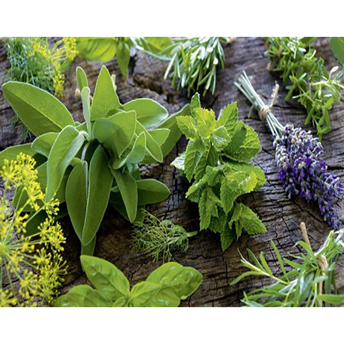 بذر سبزی معطر وانیا سید مدل S67