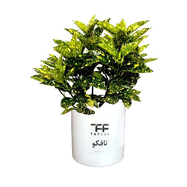 گیاه طبیعی کروتون آکوبا تافکو مدل شمشاد ژاپنی کد 2x