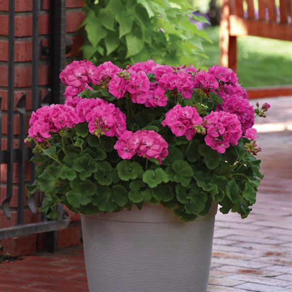 بذر گل شمعدانی بنفش سانیا سید مدل S3 مجموعه 3 عددی