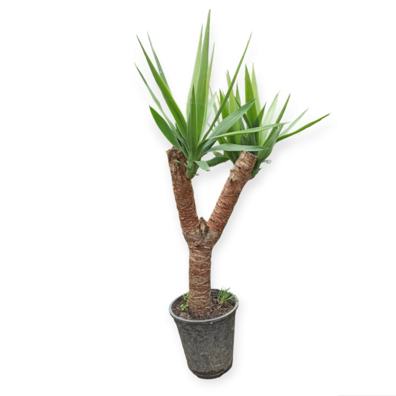 گیاه طبیعی گیاه یوکا مدل دو شاخه