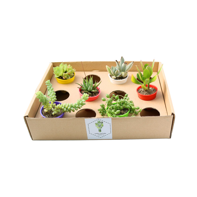 گیاه طبیعی ساکولنت آیدین کاکتوس کد CB-007 بسته 6 عددی گیاه طبیعی ساکولنت آیدین کاکتوس کد CB-007 بسته 6 عددی