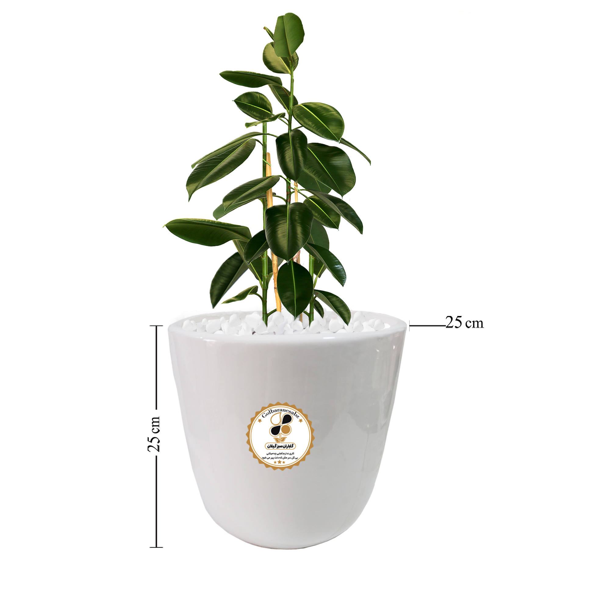 گیاه طبیعی فیکوس الاستیکا شرکت گلباران سبز گیلان مدل GN13-2L گیاه طبیعی فیکوس الاستیکا شرکت گلباران سبز گیلان مدل GN13-2L