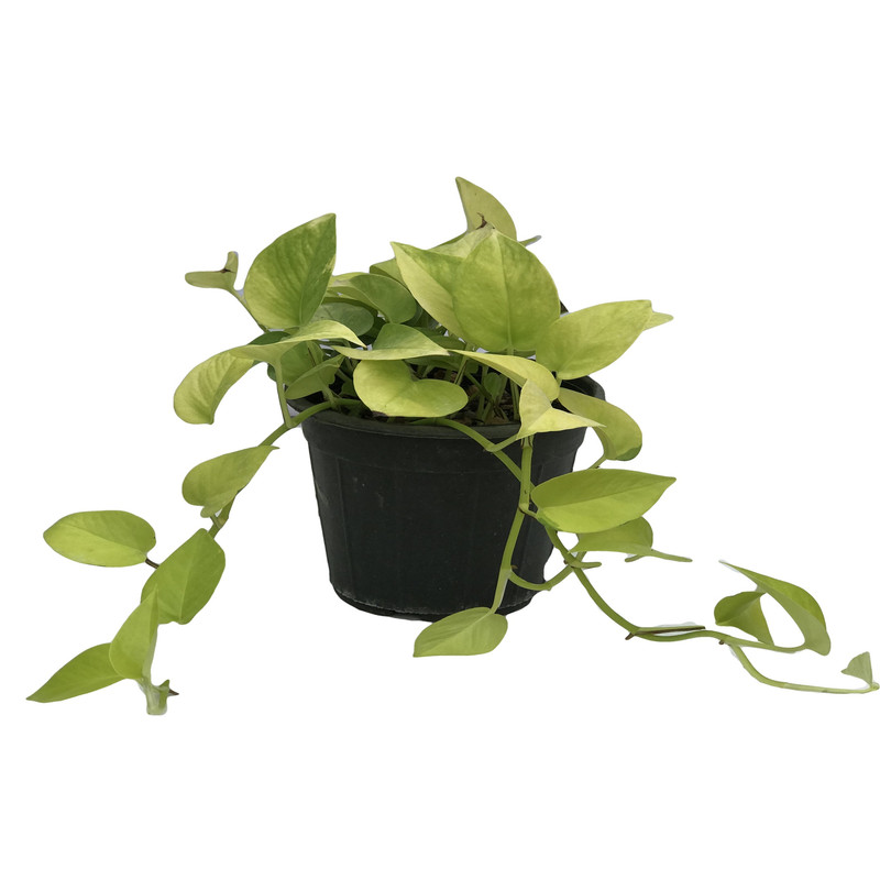 گیاه طبیعی پتوس نئون کد 110