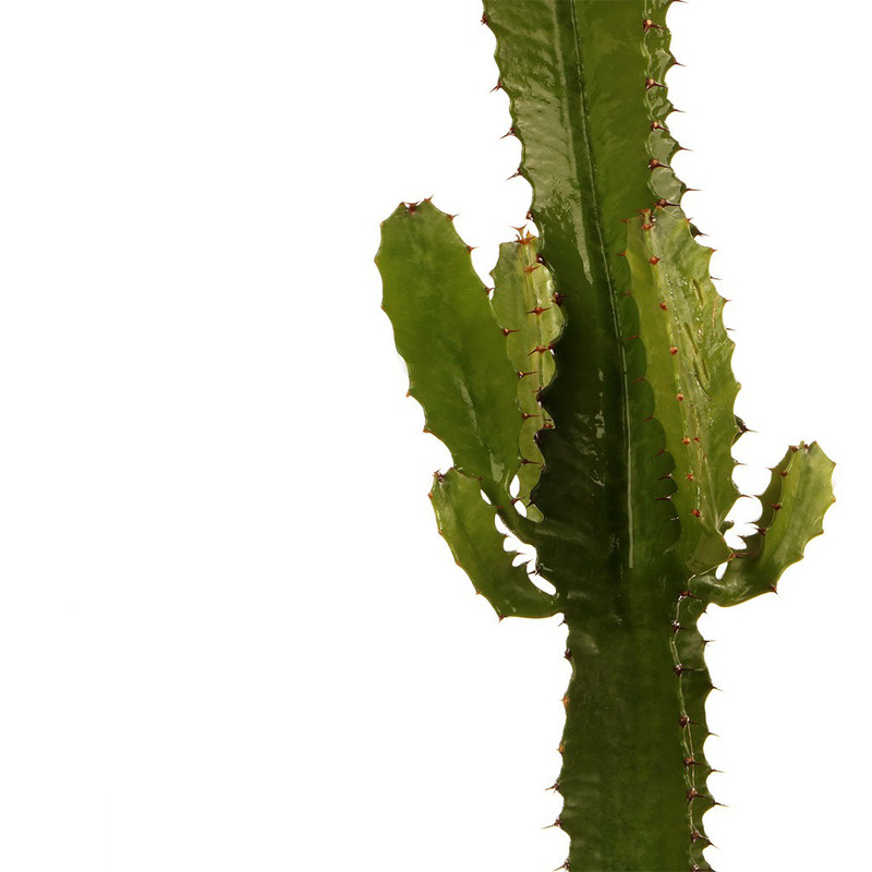 گیاه طبیعی افوربیا گلیتال مدل 03 گیاه طبیعی افوربیا گلیتال مدل 03