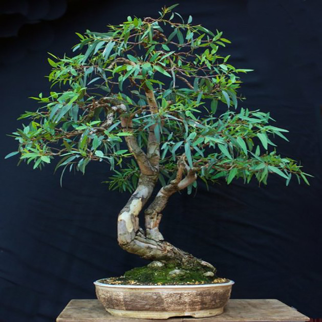 بذر بنسای اکالیپتوس سانیا سید مدل D6