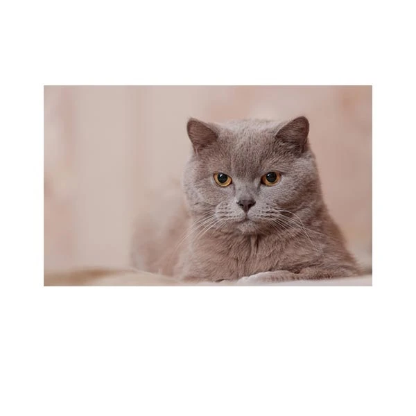   پادری مدل حیوانات کد HSHMA0015 سایز 76x46 سانتی متر