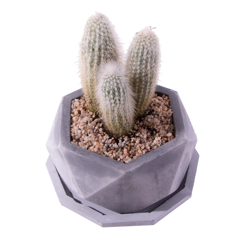 گیاه طبیعی کاکتوس کلیستو سفید مدل K-09 گیاه طبیعی کاکتوس کلیستو سفید مدل K-09