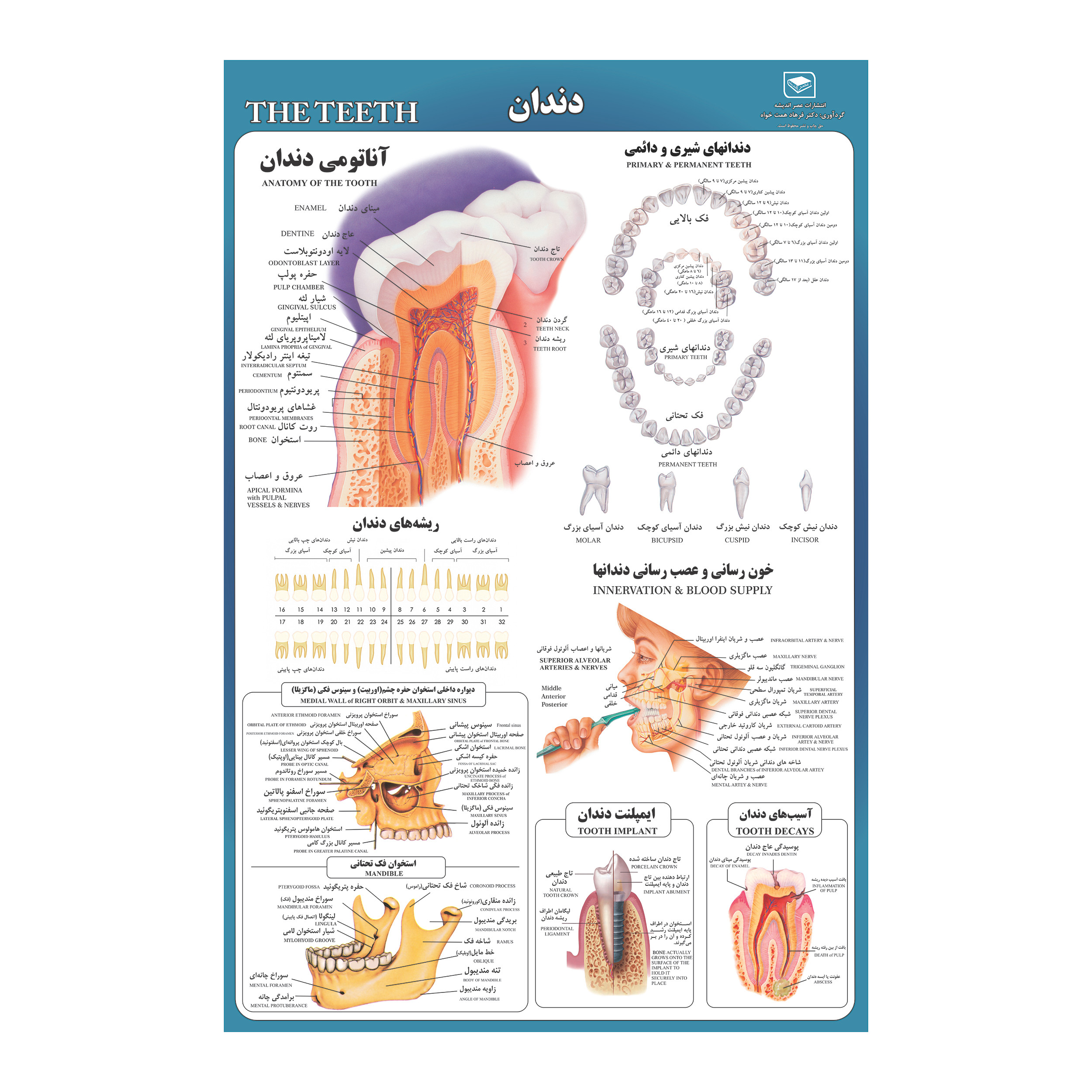 پوستر آموزشی مدل قلب مغز دندان و بدن انسان مجموعه 4 عددی