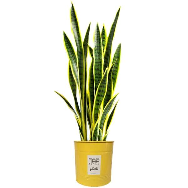 گیاه طبیعی سانسوريا ابلق تافکو کد 2024 گیاه طبیعی سانسوريا ابلق تافکو کد 2024