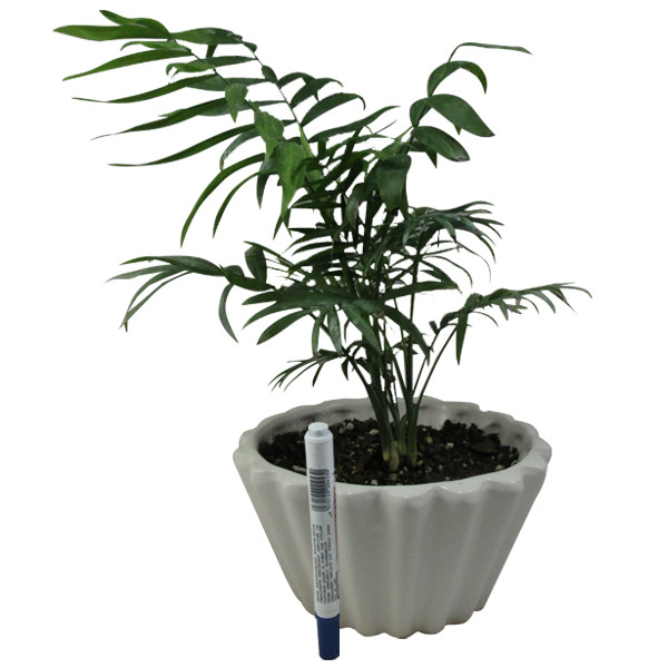 گیاه طبیعی نخل شامادورا کد M01 گیاه طبیعی نخل شامادورا کد M01