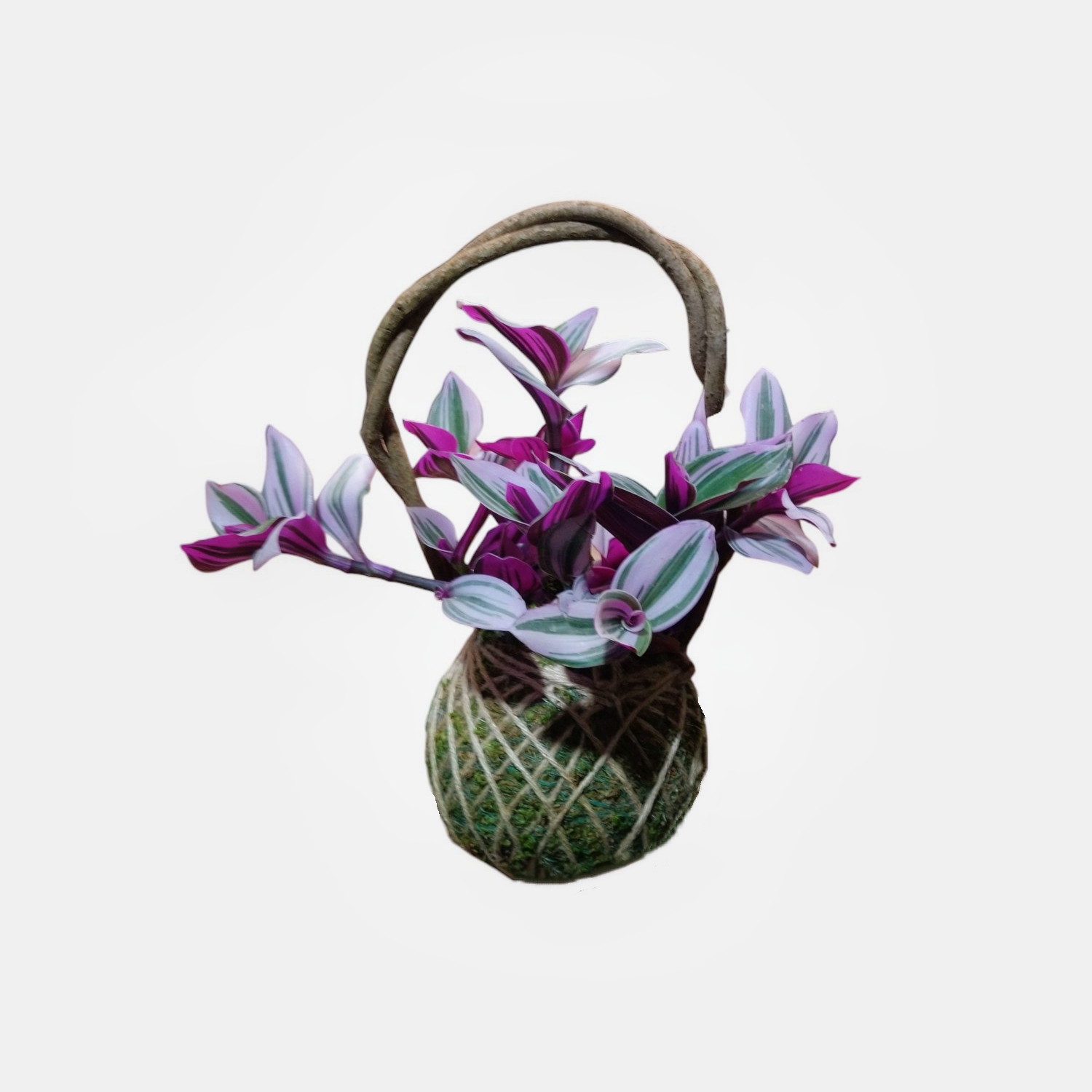 گیاه طبیعی کوکداما برگ بیدی کد BS گیاه طبیعی کوکداما برگ بیدی کد BS