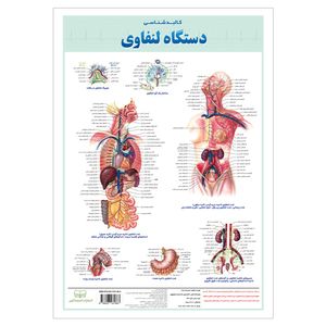 پوستر آموزش انتشارات اندیشه کهن مدل آناتومی کالبدشناسی دستگاه لنفاوی کد 13