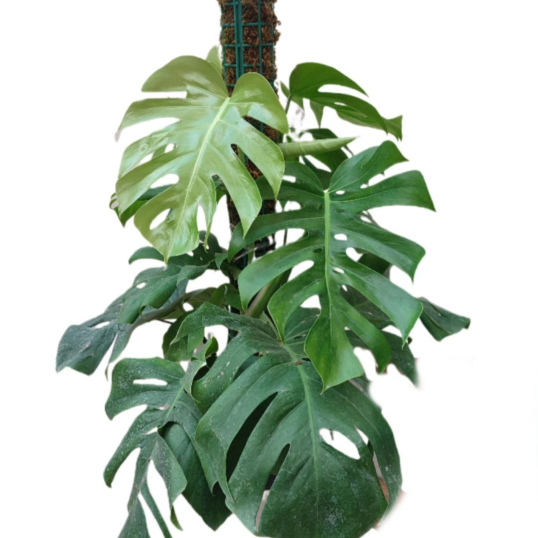 گیاه طبیعی برگ انجیری مدل033 گیاه طبیعی برگ انجیری مدل033