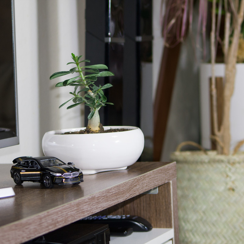 گیاه طبیعی آدنیوم کد L-S-08