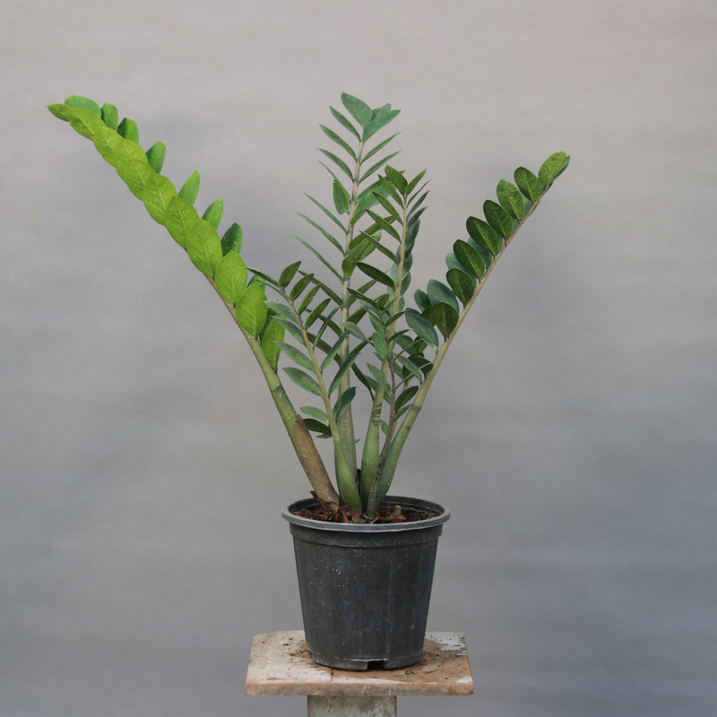 گیاه طبیعی زامیفولیا مدل 03