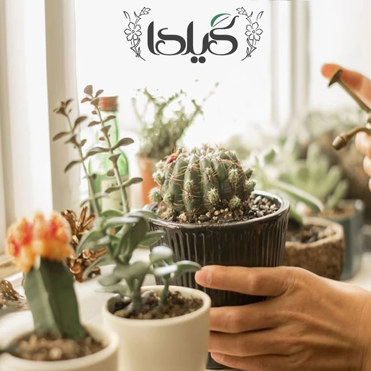 عکس شماره 6 : خاک کاکتوس و ساکولنت گیلدا مدل gc04l حجم 4 لیتر