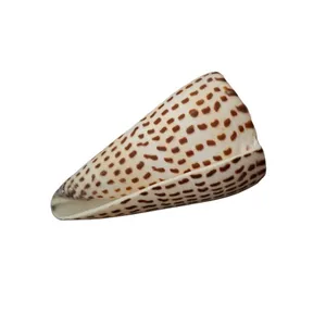 صدف تزیینی آکواریوم مدل کونوس