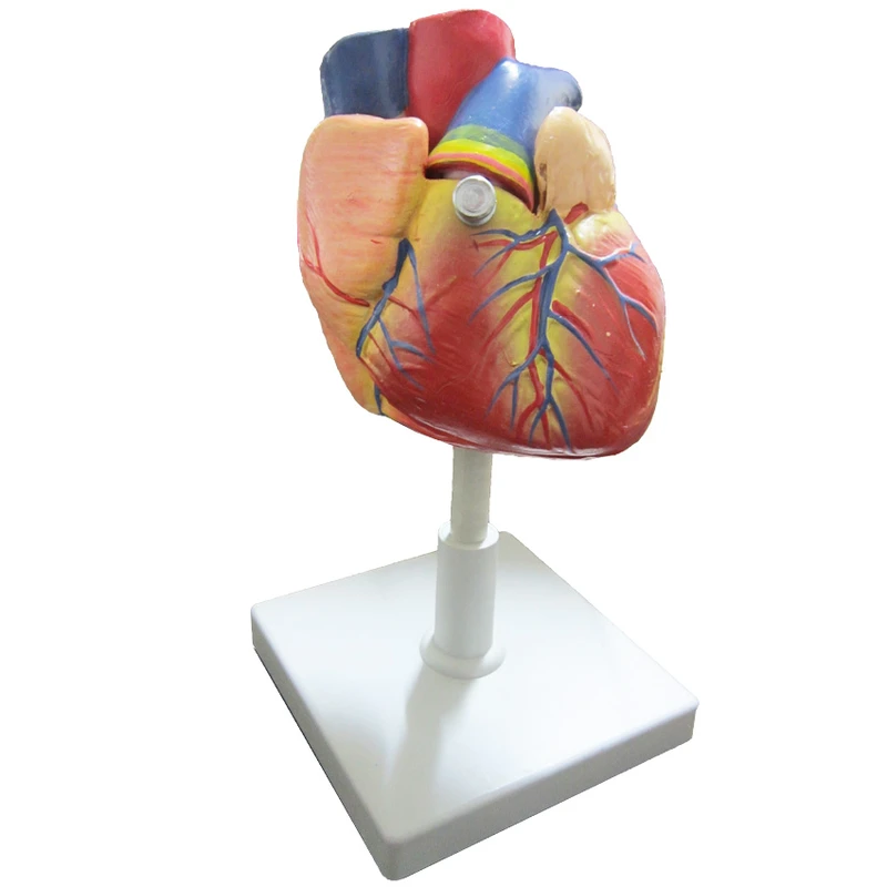 بازی آموزشی طرح مولاژ قلب مدل ASM12