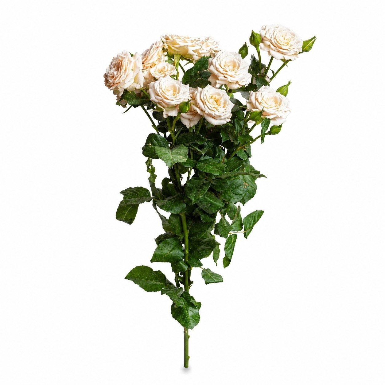 شاخه گل رز طبیعی مدل مینیاتوری بسته 5 عددی