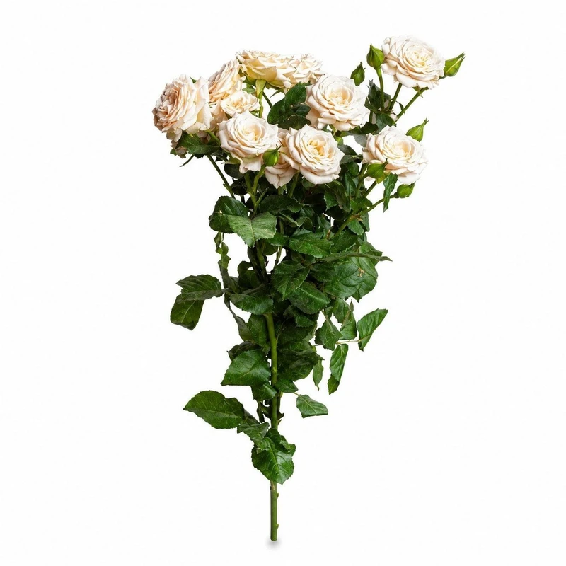 شاخه گل رز طبیعی مدل مینیاتوری بسته 5 عددی
