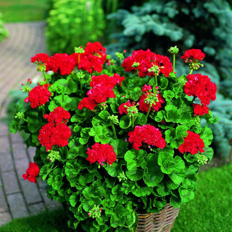 بذر گل شمعدانی قرمز سانیا سید مدل  SS72