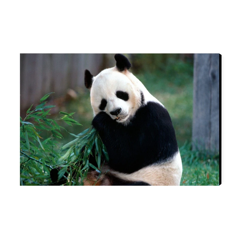 تابلو شاسی عرش مدل فانتزی پاندا کد As3084