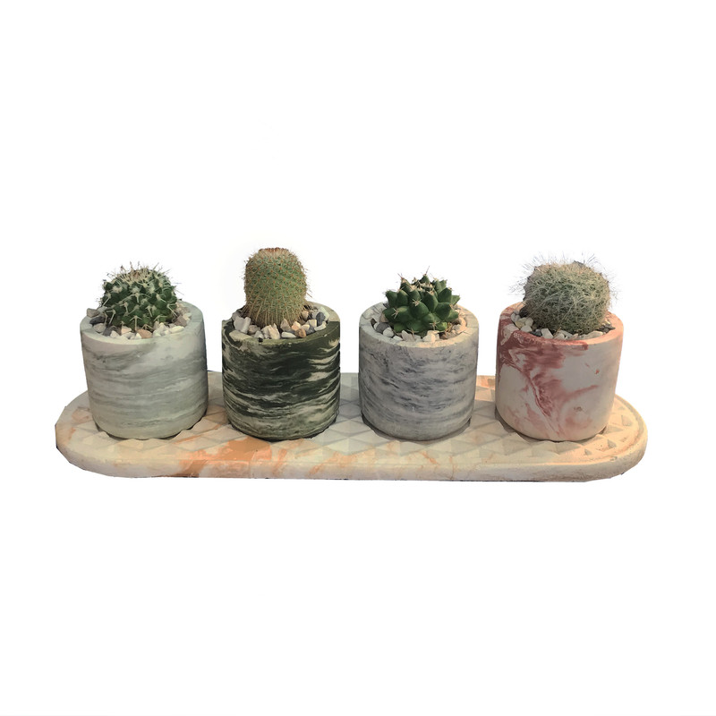 گیاه طبیعی کاکتوس مامیلاریا مدل pk-m مجموعه 4 عددی گیاه طبیعی کاکتوس مامیلاریا مدل pk-m مجموعه 4 عددی