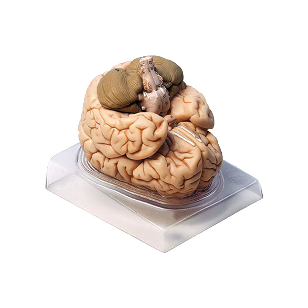 نقد و بررسی بازی آموزشی مدل مولاژ مغز انسان مدل 2Parts کد A2 توسط خریداران