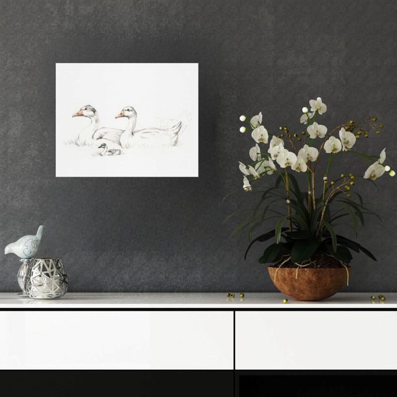 پوستر مدل  گله از اردک 