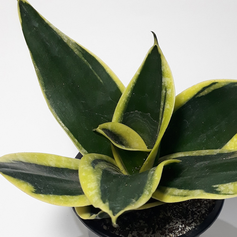 گیاه طبیعی سانسوریا بلک گلد کد AS-001 گیاه طبیعی سانسوریا بلک گلد کد AS-001