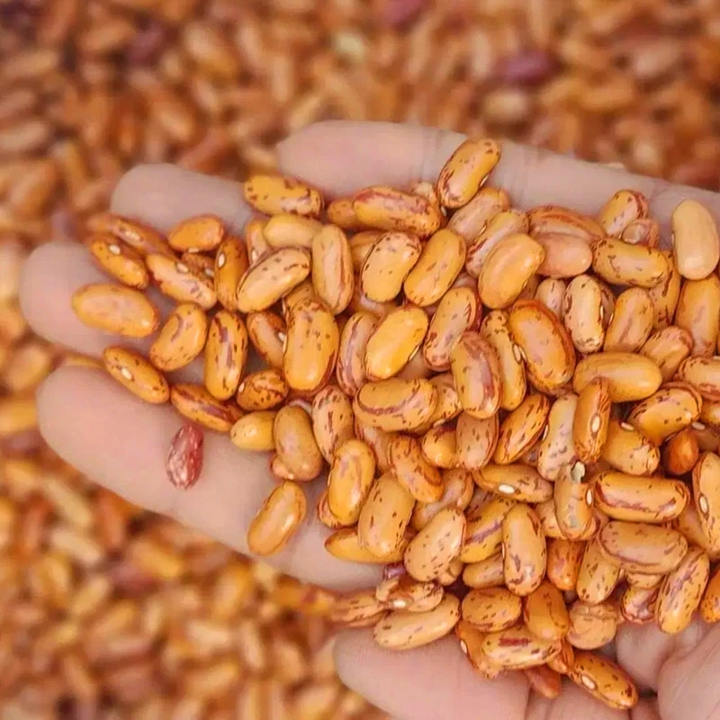 عکس شماره 2 : لوبیا چیتی پاناران-1000 گرم