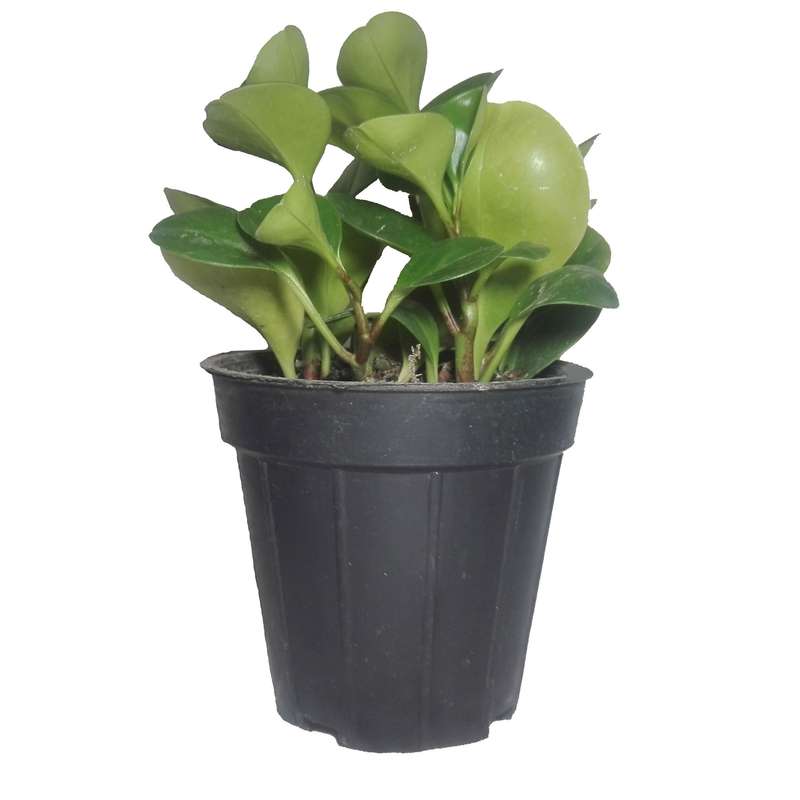 گل طبیعی قاشقی سبز کد114 گل طبیعی قاشقی سبز کد114