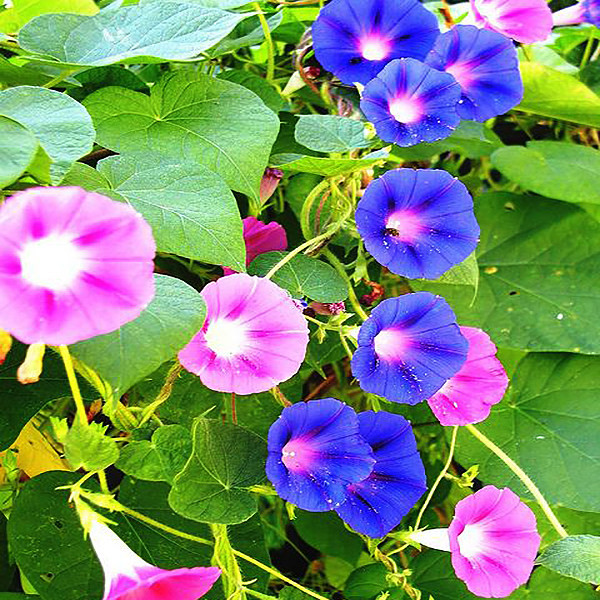 بذر گل نیلوفر رونده الوان سانیا سید مدل  SS69