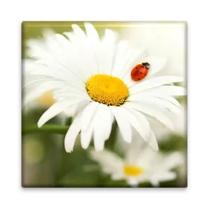 کاشی مدل M1096 طرح گل و کفشدوزک