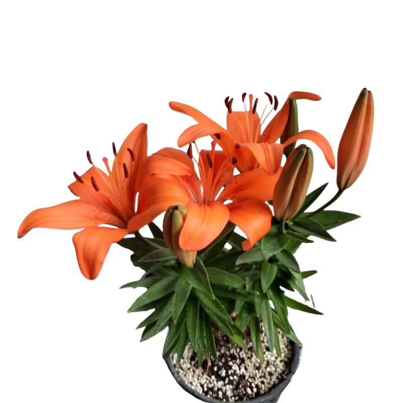 گیاه طبیعی لیلیوم کد 20