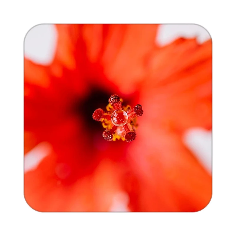 زیر لیوانی کاکتی طرح گل مدل mp17750