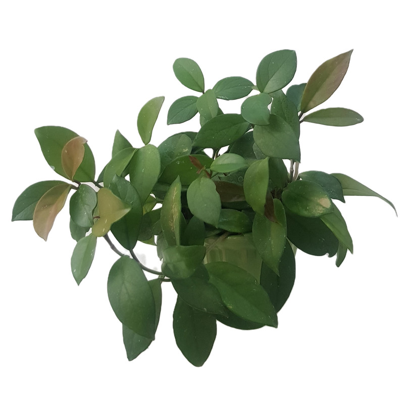 گیاه طبیعی هویا کارنوزا مدل 20 گیاه طبیعی هویا کارنوزا مدل 20