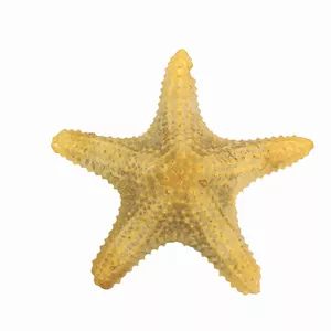 ستاره دریایی تزیینی مدل s1