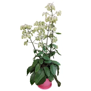 گیاه طبیعی کالانکوا مدل F-28