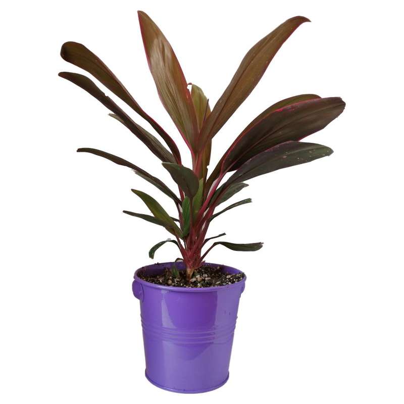 گیاه طبیعی کردلین کد uf05