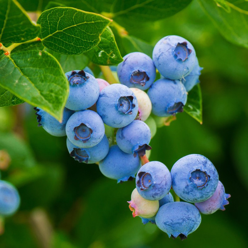 بذر میوه بلوبری وانیا سید کد D13 مجموعه 3 عددی