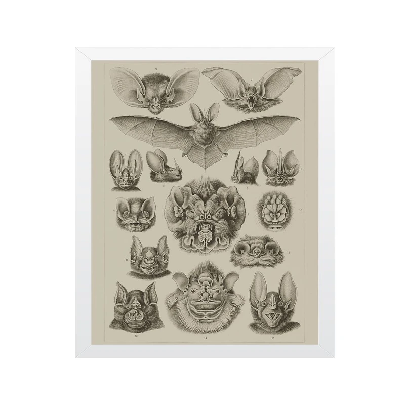 تابلو مدل گونه‌های مختلف خفاش